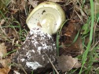 Grüner Knollenblätterpilz